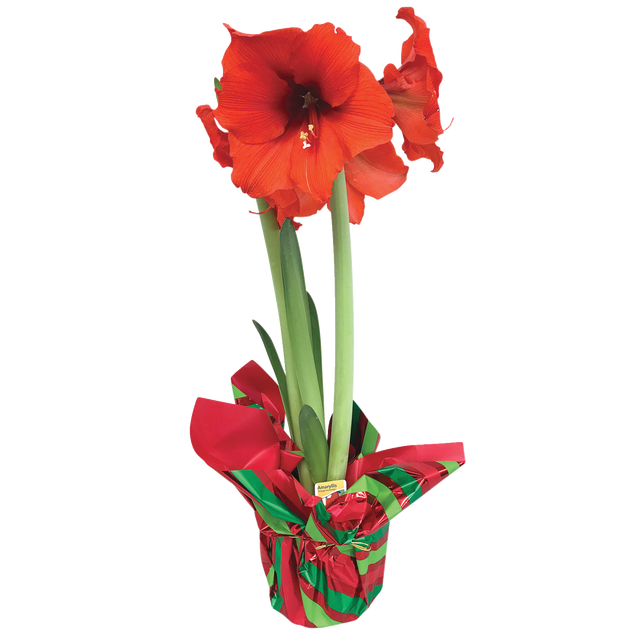 slide 1 of 1, Multicolor Amaryllis House Plant in 1.9-Quart Pot, 1 ct