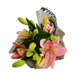 Northgate Asiatic Lily