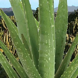 Angel Plants Aloe Vera