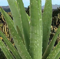 Angel Plants Aloe Vera