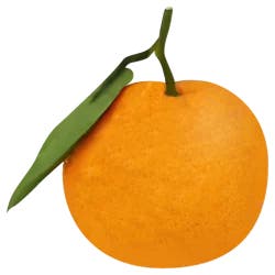 Satsuma Mammoth Tangerine