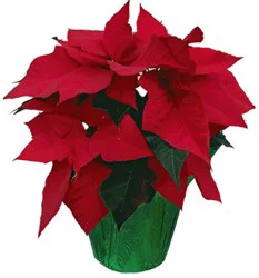 Red Poinsettia
