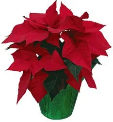 Red Poinsettia
