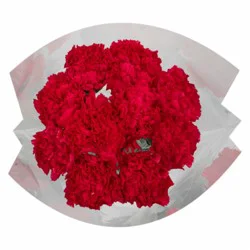 Bloom Haus Regular Carnations - Pink
