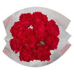 Bloom Haus Regular Carnations - Pink