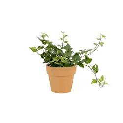 Ivy Plant In Clay Pot 4.5 Inch