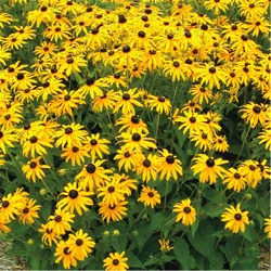 Black eyed Susan (rudbeckia)