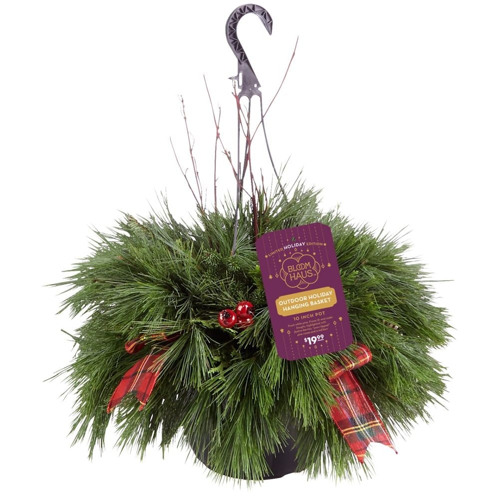 slide 1 of 1, BLOOM HAUS Outdoor Holiday Hanging Basket, 1 ct