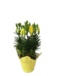 Blooming 6 Pixie Lily - Ea