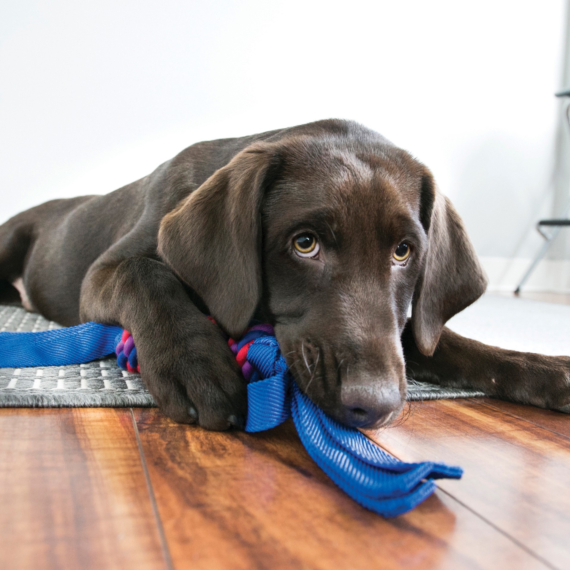 slide 4 of 4, KONG Tugga Wubba Assorted XL, XL