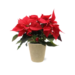 Fresh Red Poinsettia Plant in 6.5 inch Burlap Covered pot