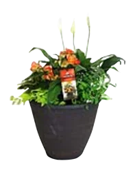 Touch of the Tropics Combo Planter 13 in