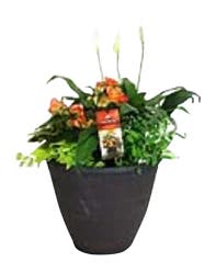 Touch of the Tropics Combo Planter 13 in