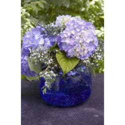 Hydrangea Endless Summer