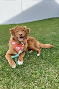 slide 3 of 9, Nylabone Green Easy Hold Bone Lg, LG