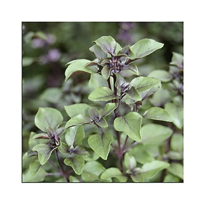 slide 1 of 1, Natures Herb Farm Dark Opal Basil, 6 in