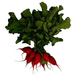 Radishes Red Bunch