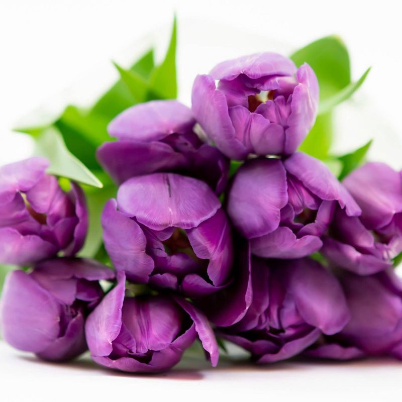 slide 2 of 6, Fresh Cut 10-stem Purple Tulip Flowers - Spritz™, 1 ct
