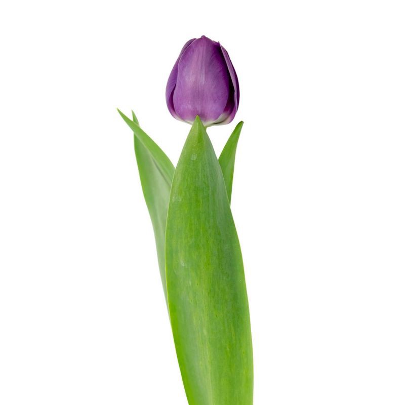 slide 4 of 6, Fresh Cut 10-stem Purple Tulip Flowers - Spritz™, 1 ct