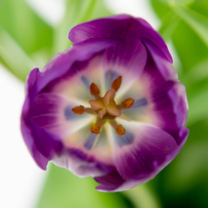slide 5 of 6, Fresh Cut 10-stem Purple Tulip Flowers - Spritz™, 1 ct