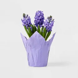 Live 6" Purple Potted Hyacinth Plant - Spritz™