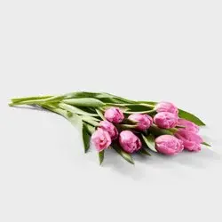Fresh Cut 10-stem Pink Tulip Flowers - Spritz™
