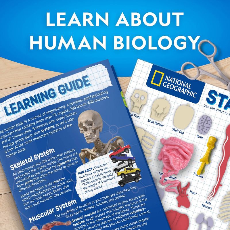slide 3 of 7, National Geographic Glow-In-The-Dark Human Body: Science Kit & Activity Guide for Anatomy Learning, 1 ct