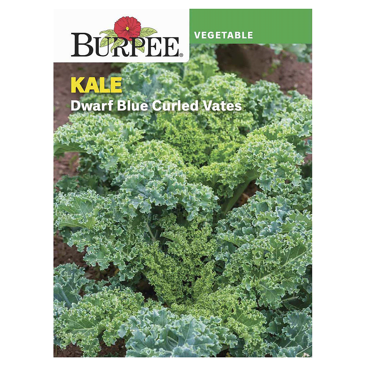 slide 1 of 5, Burpee Kale Vates Dwarf Blue Curled Seeds, 1 ct