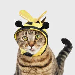Halloween Bee Cat Costume - Hyde & EEK! Boutique™ One Size Fits Most