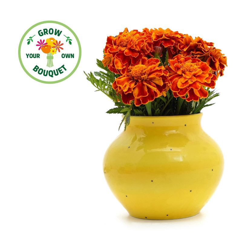 slide 3 of 10, Back to the Roots Organic Marigold Flower Grow Kit with Plantable Starting Pot Soil and Seeds, 1 ct