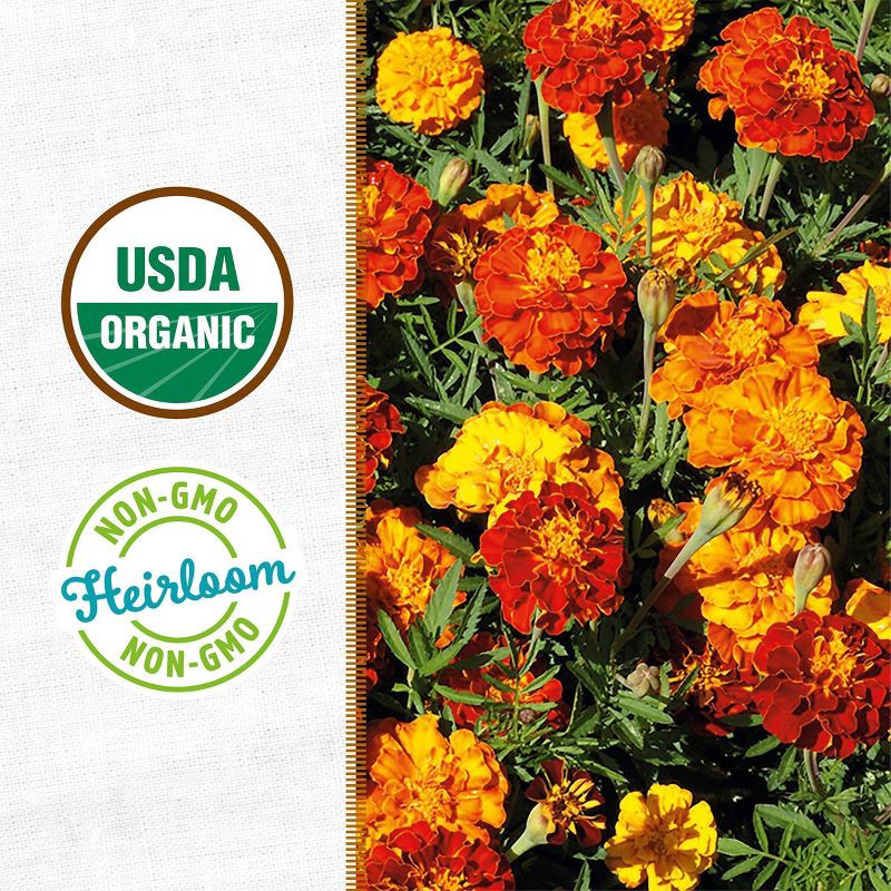 slide 4 of 10, Back to the Roots Organic Marigold Flower Grow Kit with Plantable Starting Pot Soil and Seeds, 1 ct