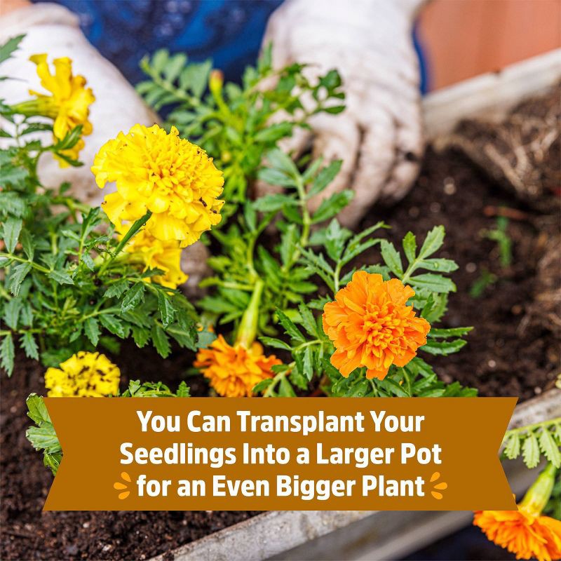 slide 5 of 10, Back to the Roots Organic Marigold Flower Grow Kit with Plantable Starting Pot Soil and Seeds, 1 ct