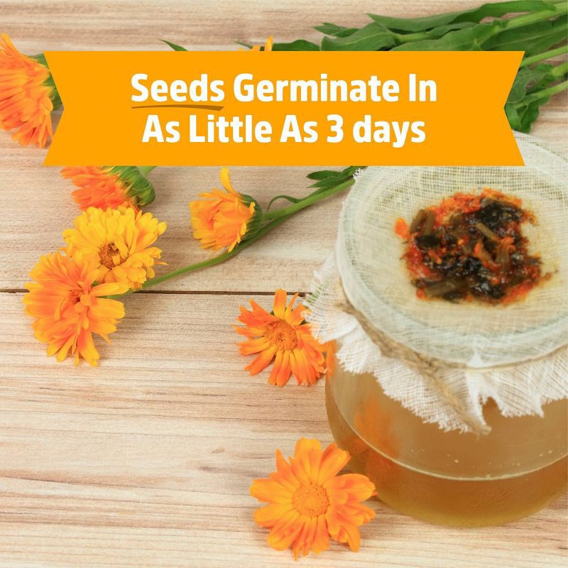 slide 6 of 10, Back to the Roots Organic Marigold Flower Grow Kit with Plantable Starting Pot Soil and Seeds, 1 ct