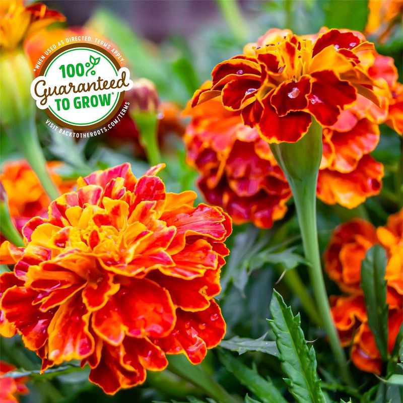 slide 7 of 10, Back to the Roots Organic Marigold Flower Grow Kit with Plantable Starting Pot Soil and Seeds, 1 ct