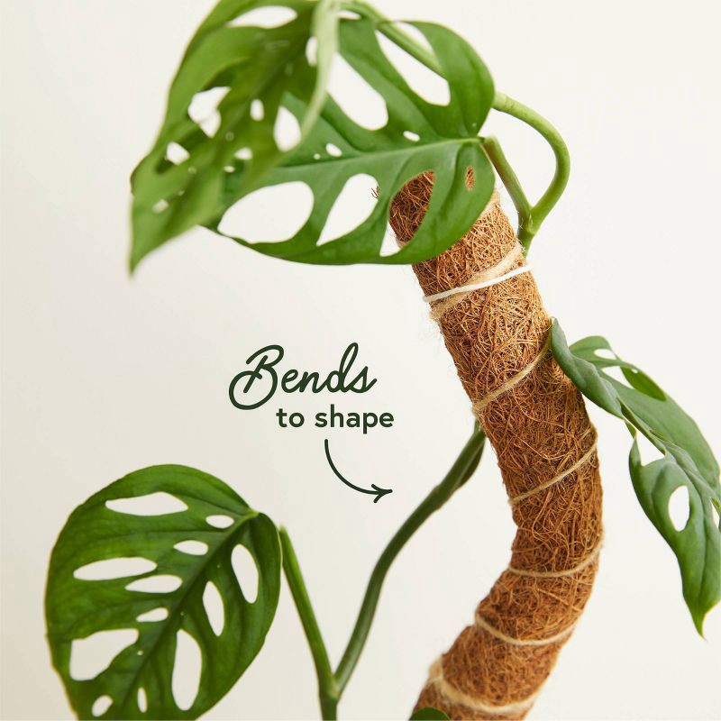 slide 4 of 4, WE THE WILD Houseplant Sustainable Moss Pole Coco Climber Wood, 1 ct