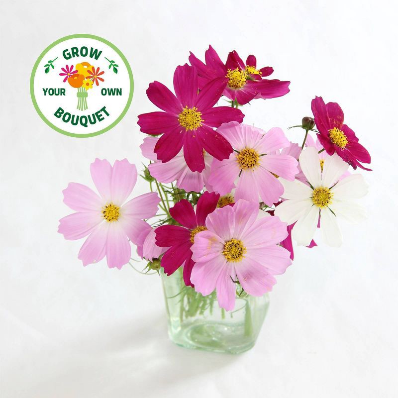 slide 3 of 10, Back to the Roots Organic Cosmos Flower Grow Kit with Plantable Starting Pot Soil and Seeds, 1 ct
