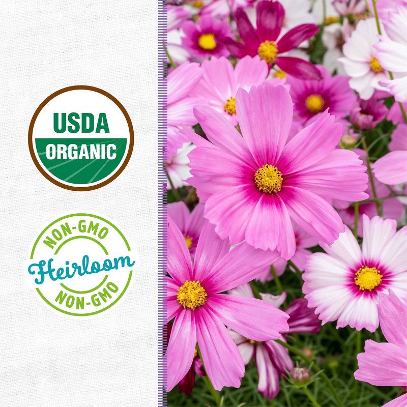 slide 4 of 10, Back to the Roots Organic Cosmos Flower Grow Kit with Plantable Starting Pot Soil and Seeds, 1 ct