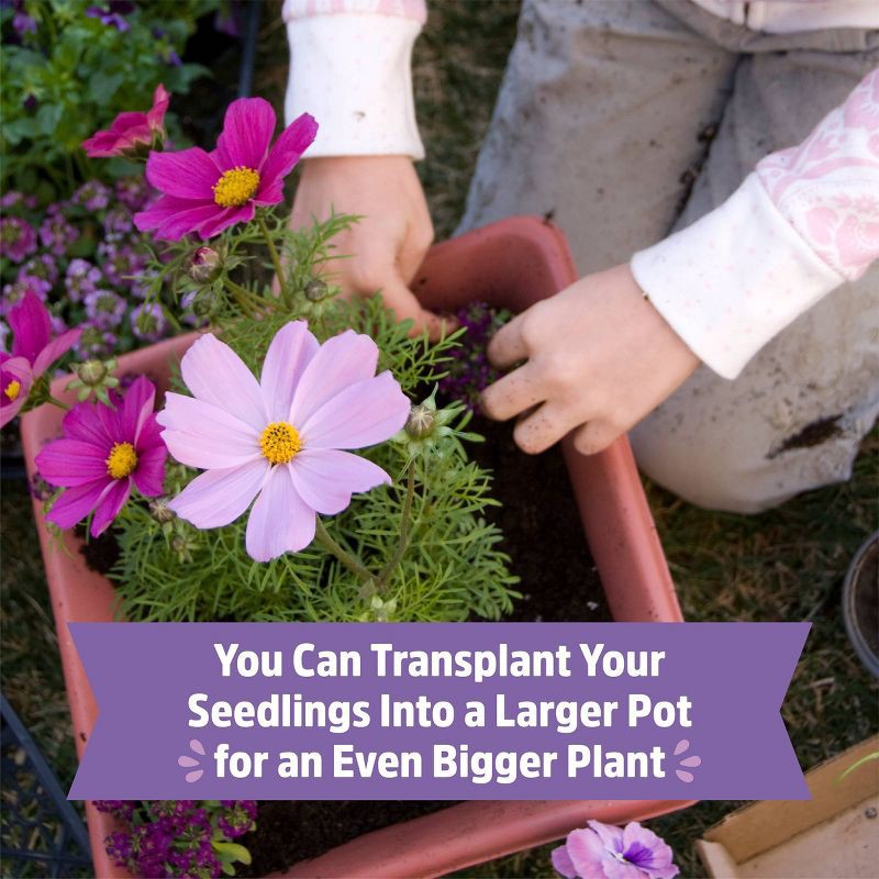 slide 5 of 10, Back to the Roots Organic Cosmos Flower Grow Kit with Plantable Starting Pot Soil and Seeds, 1 ct
