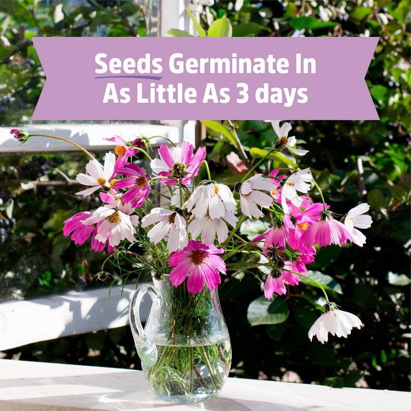 slide 6 of 10, Back to the Roots Organic Cosmos Flower Grow Kit with Plantable Starting Pot Soil and Seeds, 1 ct