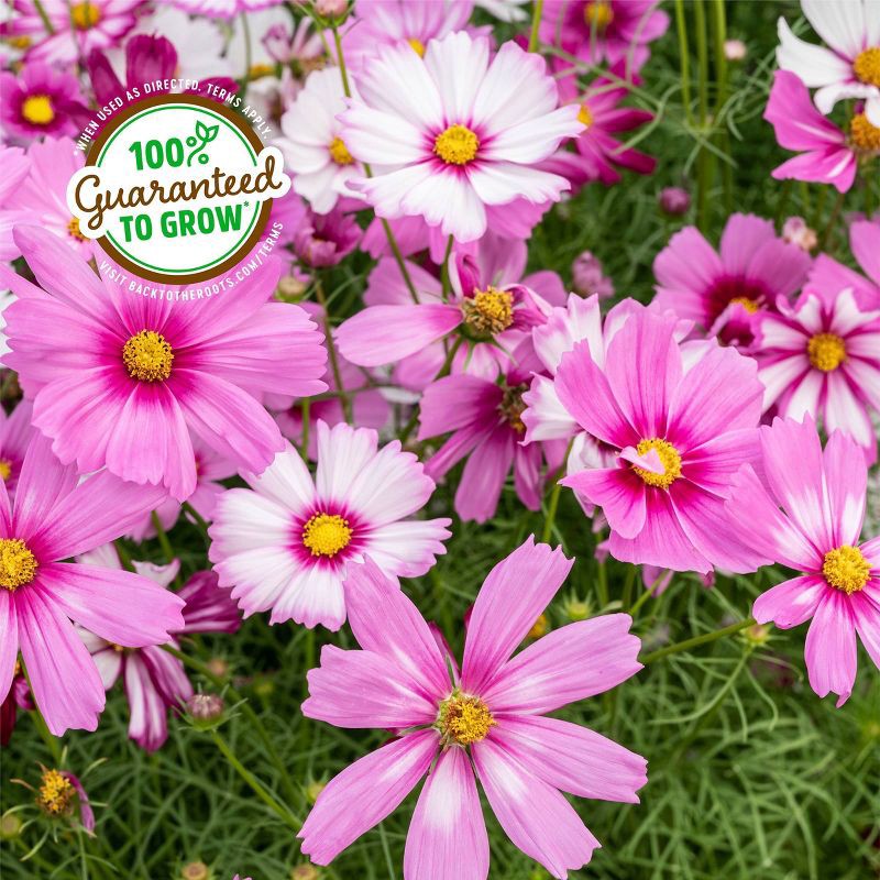 slide 7 of 10, Back to the Roots Organic Cosmos Flower Grow Kit with Plantable Starting Pot Soil and Seeds, 1 ct