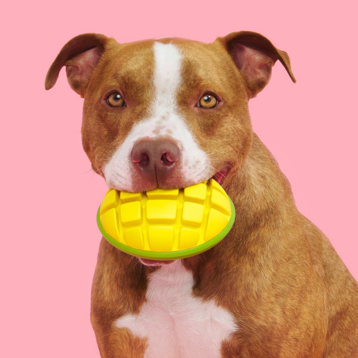 slide 8 of 9, BARK Super Chewer Dog Toy Go Mango Large, 1 ct