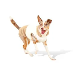 Faux Shearling Neutral Dog Vest - Boots & Barkley™ M