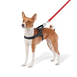 No Pull Comfort Dog Harness - S - Boots & Barkley™: Nylon, Buckle Closure, 11-25 lbs, 13.5-19.5" Neck Size