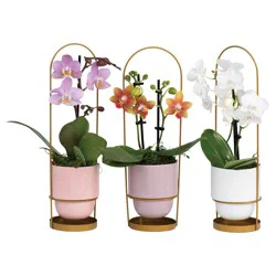 Orchid In Crm W Metal Bskt 2in 1 Ea