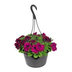 Texas Backyard H-E-B Texas Roots Petunia Hanging Basket
