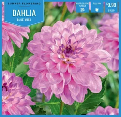 Dahlia Blue Wish - 2 ct
