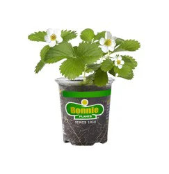 Bonnie Plants Strawberry