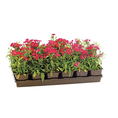 slide 1 of 1, H-E-B Texas Backyard Dianthus 4 Inch, 1 ct