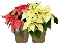 Assorted Poinsettia