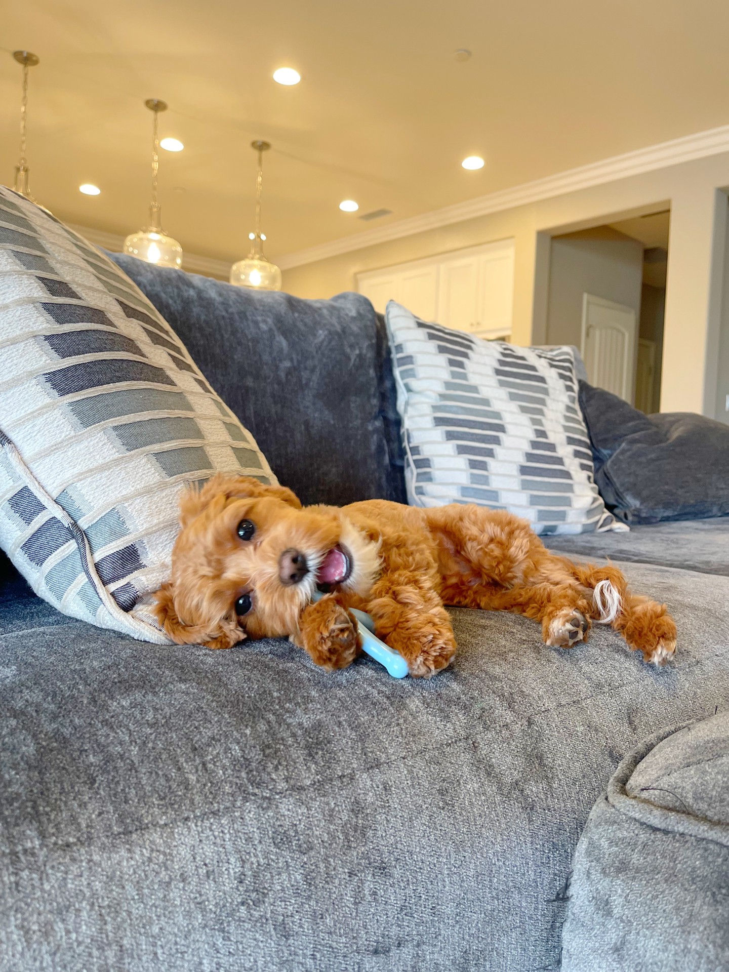 slide 10 of 10, Nylabone Puppy Chew Toy Wishbone Chicken Blue X-Small/Petite - Up to 15 lbs.(1 Count), 1 ct